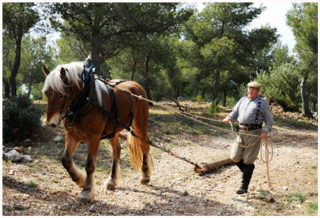 debardage à cheval pour la protection de l`environnement